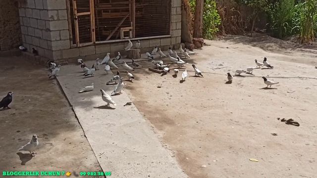 УЧМА КАБУТАРЛАР 100 та ПОКИСТОН СОТИЛАДИ POKISTON KABUTARLARI SOTILADI