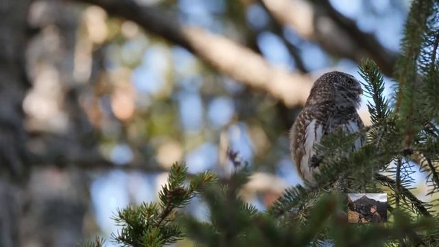 Воробьиный сычик, Glaucidium passerinum, Eurasian Pygmy Owl, Врабчова кукумявка, Kulíšek nejmenší смотреть онлайн