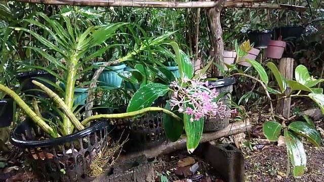 Medinilla sp. смотреть онлайн