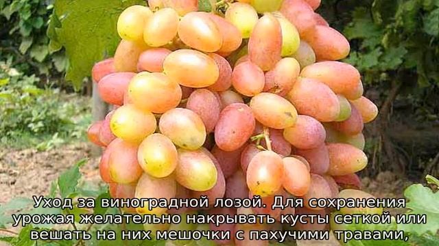 Виноград Юбилей Новочеркасска