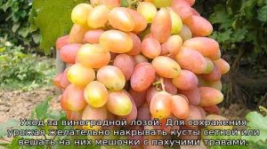 Виноград Юбилей Новочеркасска