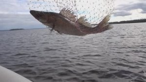 Троллинг на Верхней Волге. Рыбалка по хищнику на любимом озере.