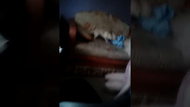 Издеваются над бедной собачкой смотреть онлайн