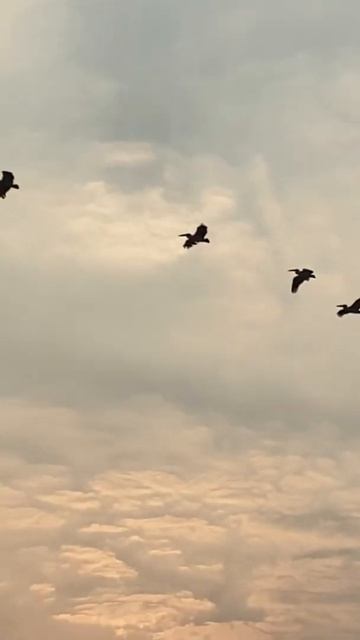 Beautiful Sky #birds #sky #weather #trending #shorts #gujrat #vadodra #wildlife #road #traveller смотреть онлайн