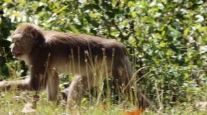 Интересные факты о макаках