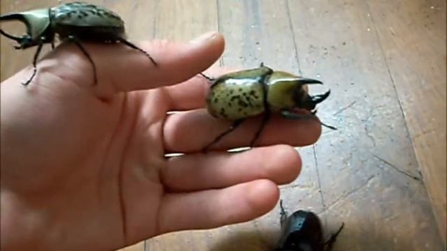 Some Rhino Beetles смотреть онлайн