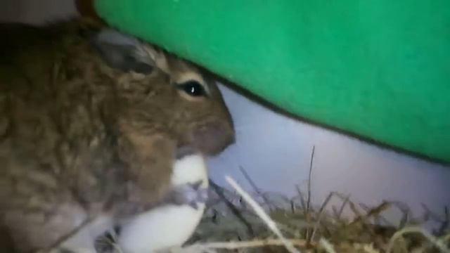 БОБРЯ+ЯБЛОКО смотреть онлайн