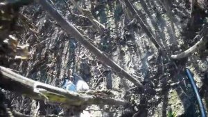 Охота на вяхиря с одностволкой Голодным не остался