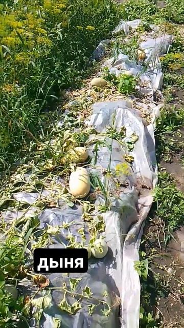 дыня смотреть онлайн