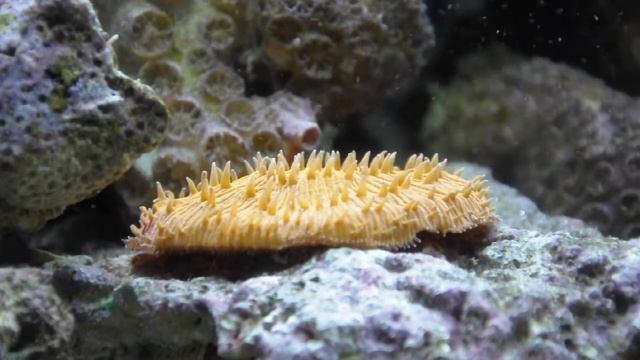 Cycloseris tenuis смотреть онлайн