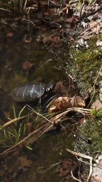Painted Turtle (Chrysemys p. picta) swims up to me! #turtles #nature #wildlife #herping #shorts смотреть онлайн