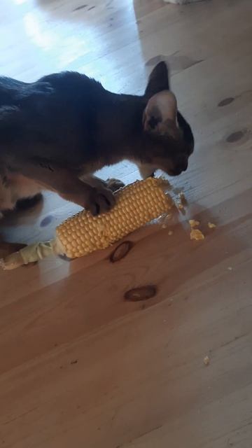 ШОК! АБИССИНСКАЯ КОШКА ЕСТ.. КУКУРУЗУ!! смотреть онлайн