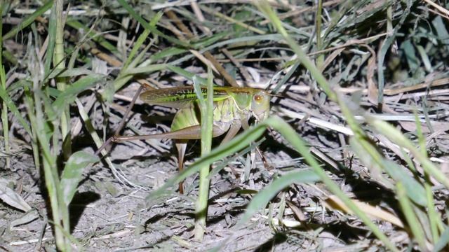 キリギリスの産卵 смотреть онлайн