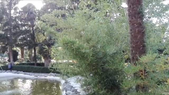 L'ARUNDINARIA JAPONICA IL BAMBU' NELLA VILLA COMUNALE "G GARIBALDI" DI MISTRETTA смотреть онлайн