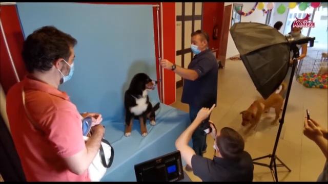 Puppy Party Juegos Caninos, Chuches Para Perros Y Mucha Diversión La Fiesta Para Perros Junio 2020