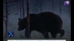 ОХОТА на МЕДВЕДЕЙ   ЛЮДОЕДОВ  Почему они нападают