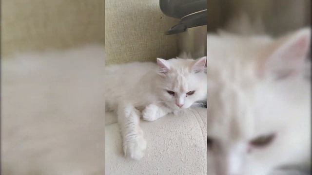 Мысли белого кота: "за окном весна, в животе уха и я - главный". смотреть онлайн