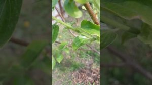 хурма Божий дар