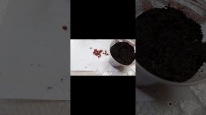 Выращивание вишни из косточки в домашних условиях. Вишня из сушенной магазинской