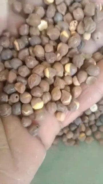 bhuja chana ( cattle feed ) смотреть онлайн