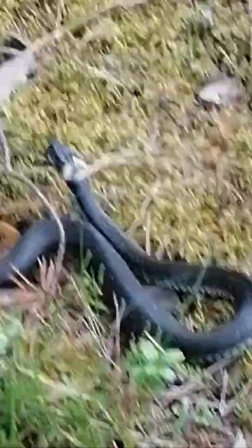 Уж, да уж! смотреть онлайн