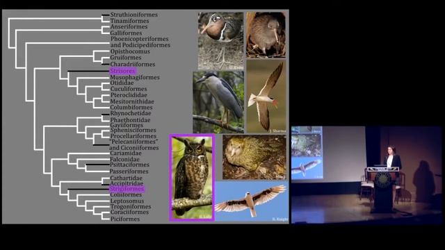 Evolving into the Night: Visual Adaptations to Nocturnality in Birds смотреть онлайн