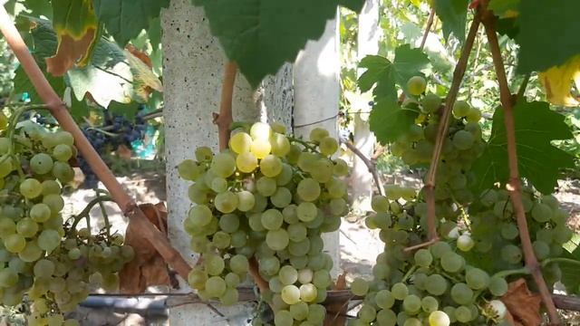 Шардоне - и снова белая классика