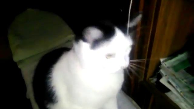 СМЕШНЫЕ И ПРИКОЛЬНЫЕ КОТИКИ И КОШКИ #35 смотреть онлайн