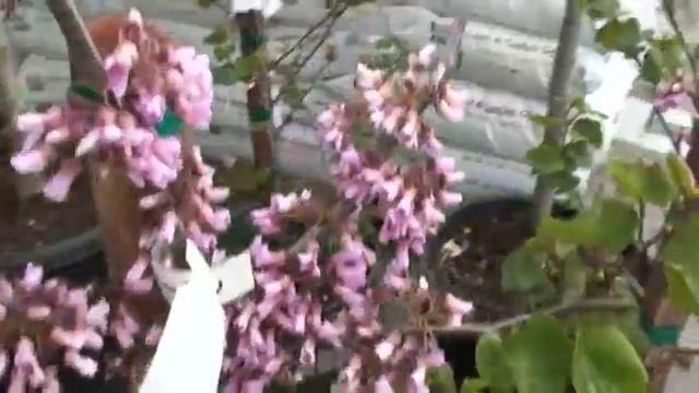 Redbud - March Companion Plants смотреть онлайн