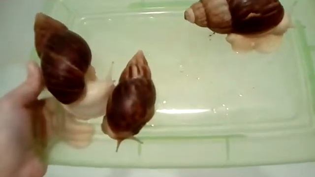 Привет:) от улиток🐌 смотреть онлайн
