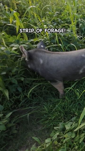 Start Them Off When They Are Young смотреть онлайн