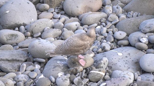 Larus hyperboreus, Getaria 17/11/2021 смотреть онлайн
