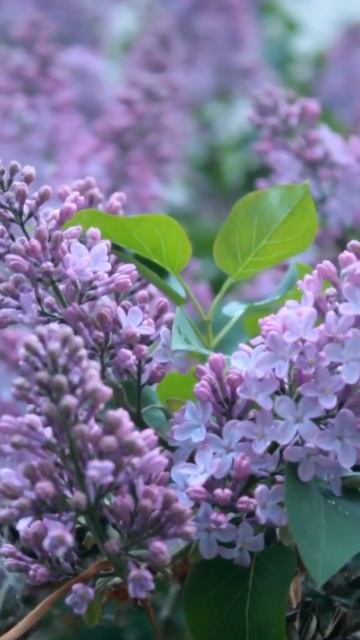 Сирень🌺 смотреть онлайн