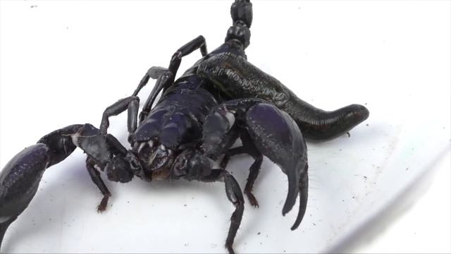 Emperador Escorpión VS Mucho Zophobas Morio смотреть онлайн