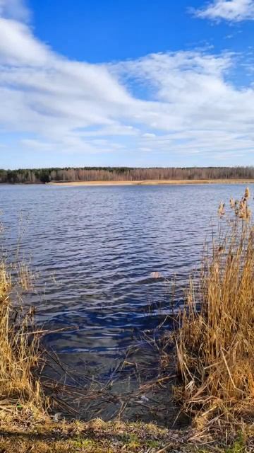 Эх хвост , чешуя не поймал я ничего... #fishing #рыбалка #топ #shorts #хочулето смотреть онлайн