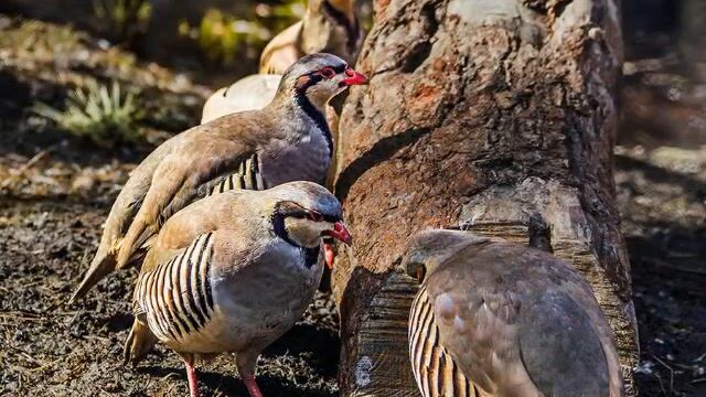 Бехтарин кабг бо манзара смотреть онлайн