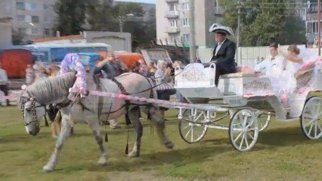 VIII Боровичский конный праздник 2013 смотреть онлайн