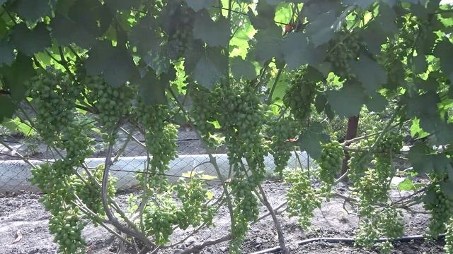 Подгоровка сити сад и виноградник 2019