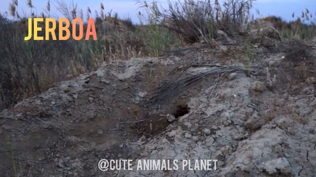 Steppe Animals/Animal sounds: saiga antelope, steppe turtle, ground squirrel, steppe viper, jerboa смотреть онлайн