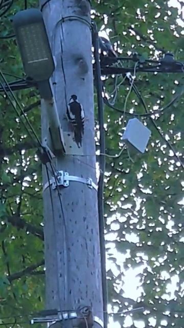 Дятел за работой. Загородная жизнь. смотреть онлайн