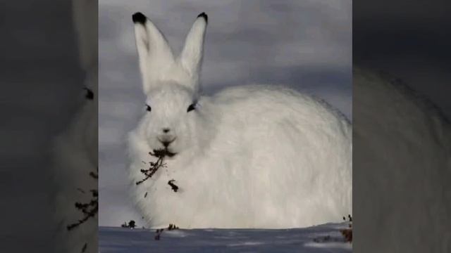 arctic hare talking facts 109 #viral #trending #shortfeed #youtubeshorts #funnyvideos смотреть онлайн