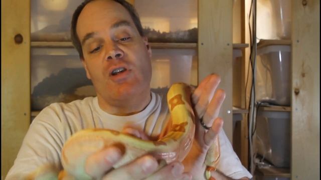 Three Gene Boa Constrictor Morph Combos смотреть онлайн