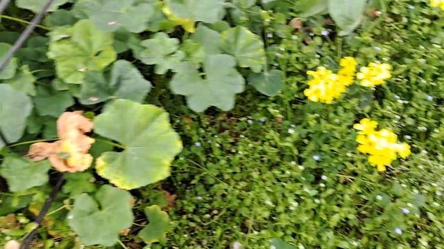 DONDE Aparecen los primeros CHINCHES VERDES en el INVERNADERO смотреть онлайн