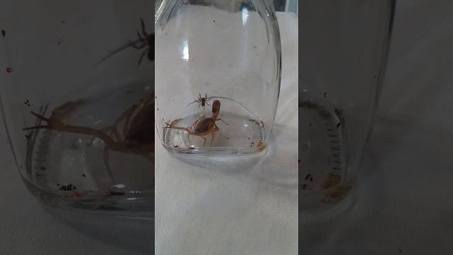 O escorpião e a araia смотреть онлайн