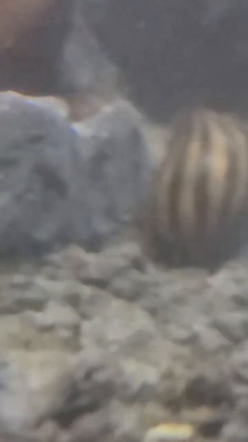 Zerba Nerite Snail (Neritina natalensis) смотреть онлайн