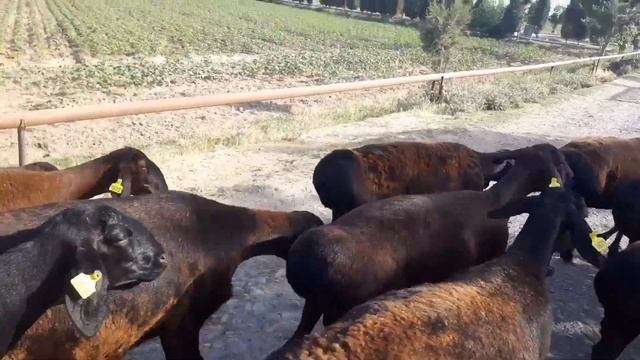 ХИСОРИ КОЙЛАР |😻😱| НАСТОЯЩИЕ ГИССАРСКИЕ ОВЦЫ 🔥 смотреть онлайн