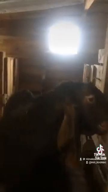 В продаже имеются от данного козла,камори,Козлики и Козочки.