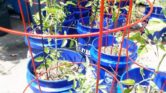 Silver Queen and Tomato Update смотреть онлайн