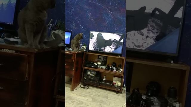 Реакция моей кошки на видео про реакцию кота на кошачий разговорник смотреть онлайн