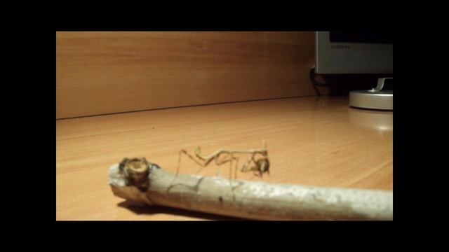 empusa pennata comiendo mosca comun смотреть онлайн